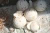 galleries/wingko/preview/wingko_special_food_10.jpg