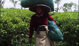 images/gallery/wonosari/tea-plantation-14.jpg