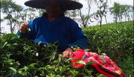 ../images/gallery/wonosari/tea-plantation-15.jpg