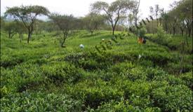 ../images/gallery/wonosari/tea-plantation-19.jpg