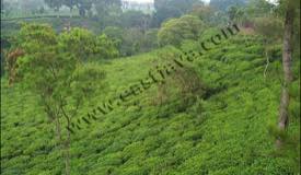 images/gallery/wonosari/tea-plantation-27.jpg