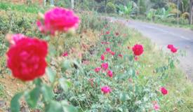 images/gallery/rose_garden/Agrowisata_Bunga_Mawar_2.jpg