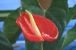 images/gallery/bukit-flora/bukit_flora_27.jpg