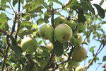 images/gallery/krisna-agro/krisna_agro_wisata_12.jpg
