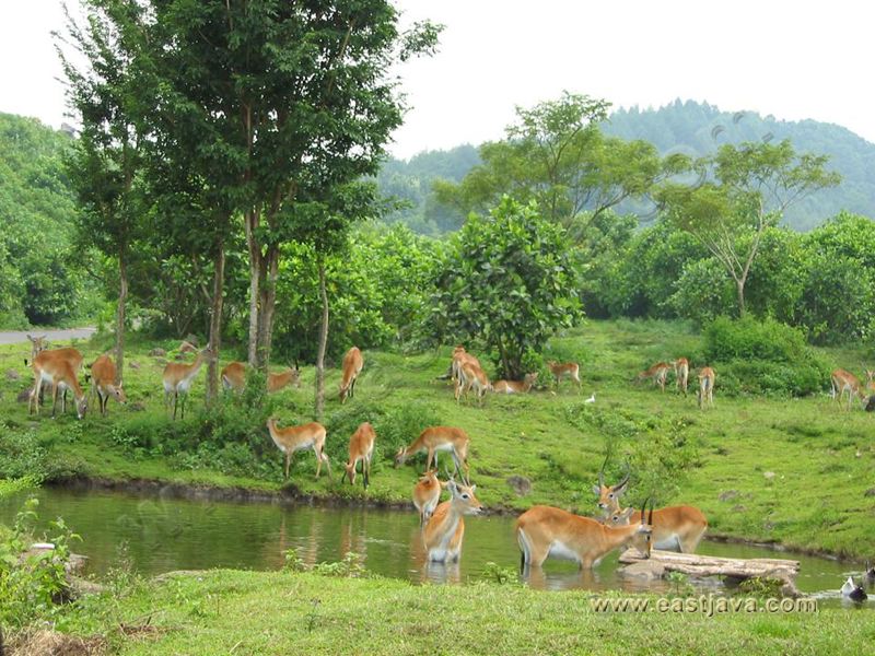 taman_safari_ii_03.jpg