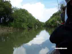 images/gallery/mangrove/mangro_2.jpg