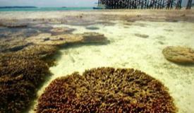 derawan-islands-east-kalimantan-2.JPG