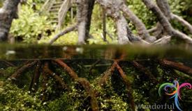 kakaban-mangrove-forest.JPG