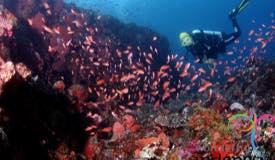 dive-alor-east-nusa-tenggara-1.JPG