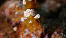 dive-alor-east-nusa-tenggara-6.jpg