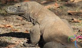 komodo-dragon-east-nusa-tenggara-1.JPG