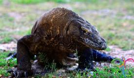 komodo-dragon-east-nusa-tenggara-10.jpg