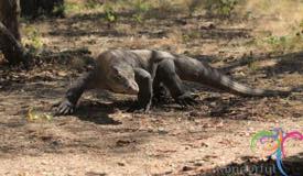 komodo-dragon-east-nusa-tenggara-2.JPG