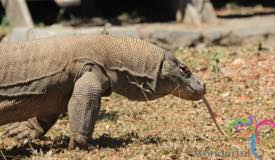 komodo-dragon-east-nusa-tenggara-3.jpg