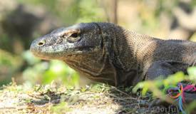 komodo-dragon-east-nusa-tenggara-4.JPG