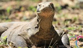 komodo-dragon-east-nusa-tenggara-5.jpg