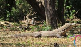 komodo-dragon-east-nusa-tenggara-6.JPG