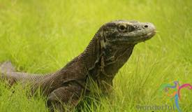 komodo-dragon-east-nusa-tenggara-7.jpg