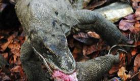 komodo-dragon-east-nusa-tenggara-8.jpg