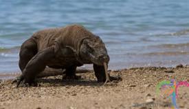 komodo-national-park-indonesia-4.jpg