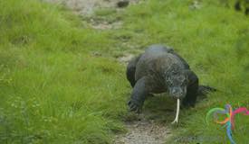 komodo-national-park-indonesia-5.JPG