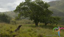 komodo-national-park-indonesia-6.JPG