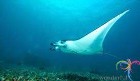 underwater-komodo-national-park-indonesia-10.JPG