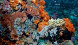 underwater-komodo-national-park-indonesia-3.JPG