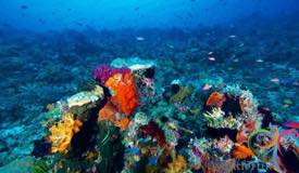 underwater-komodo-national-park-indonesia-4.JPG