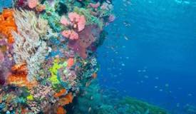 underwater-komodo-national-park-indonesia-5.JPG