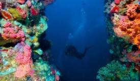 underwater-komodo-national-park-indonesia-6.JPG