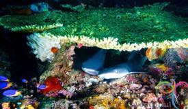 underwater-komodo-national-park-indonesia-7.JPG