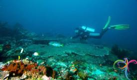 underwater-komodo-national-park-indonesia-8.JPG