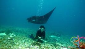 underwater-komodo-national-park-indonesia-9.JPG