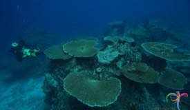 weh-island-2.jpg