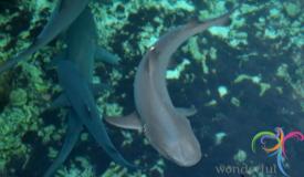 shark-quarantine-karimunjawa-central-java-2.JPG