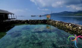 shark-quarantine-karimunjawa-central-java-7.JPG