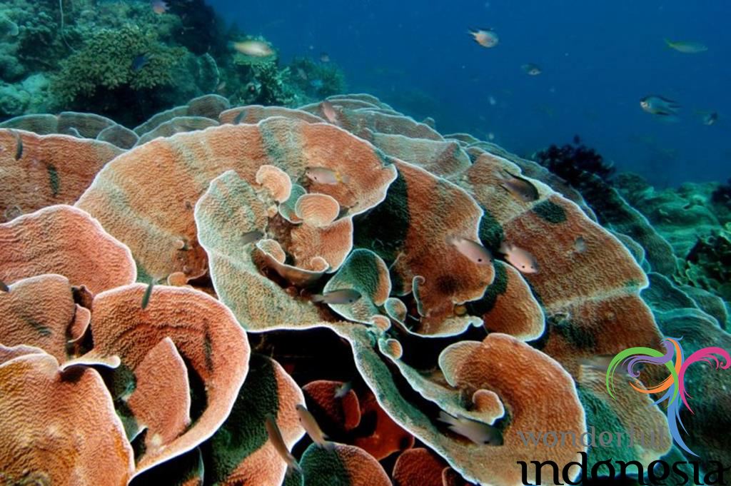 Des Beaux photos de Central java underwater karimunjawa central java 23.JPG