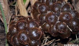 gallery/bojonegoro/salak-wedi-bojonegoro-2.jpg