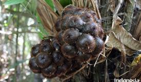 gallery/bojonegoro/salak-wedi-bojonegoro-3.jpg