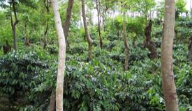 gallery/bondowoso/jampit-coffee-plantation-1.jpg