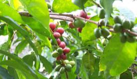 gallery/bondowoso/jampit-coffee-plantation-2.jpg