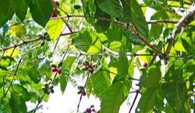 gallery/bondowoso/jampit-coffee-plantation-4.jpg