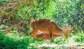 gallery/gresik/bawean-deer-conservation-1.jpg