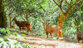 gallery/gresik/bawean-deer-conservation-2.jpg
