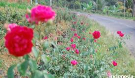 gallery/nganjuk/rose-garden-nganjuk-1.jpg