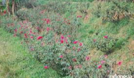 gallery/nganjuk/rose-garden-nganjuk-2.jpg