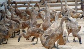 gallery/sidoarjo/kampung-bebek-sidoarjo-1.jpg