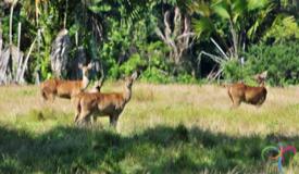 alas-purwo-national-park-banyuwangi-11.jpg