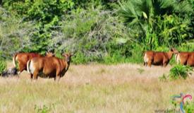 alas-purwo-national-park-banyuwangi-12.jpg
